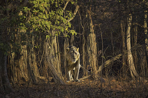 Landscape of Gir Forest National Park